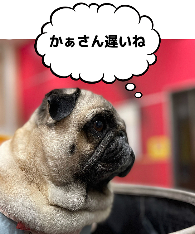 ホームセンターへお買い物🛒
ママさんのお買い物を待ってました🐶
通りがかりのご婦人に『かわいい💕』の連呼と撫で回してもらえました🤣🤣🤣