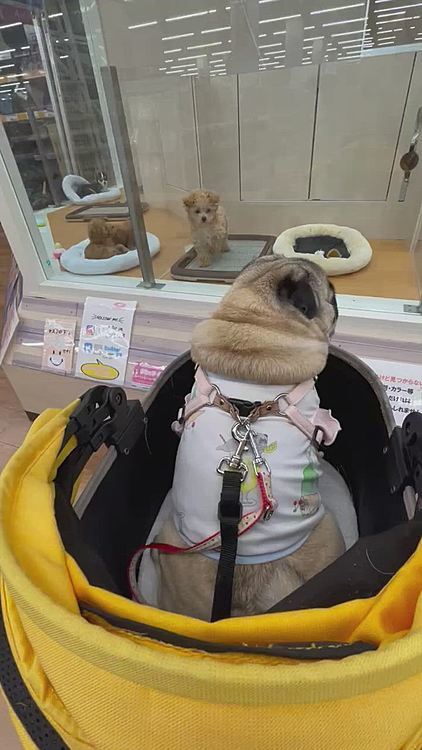 微妙にシッポふりふり、ご挨拶です😊