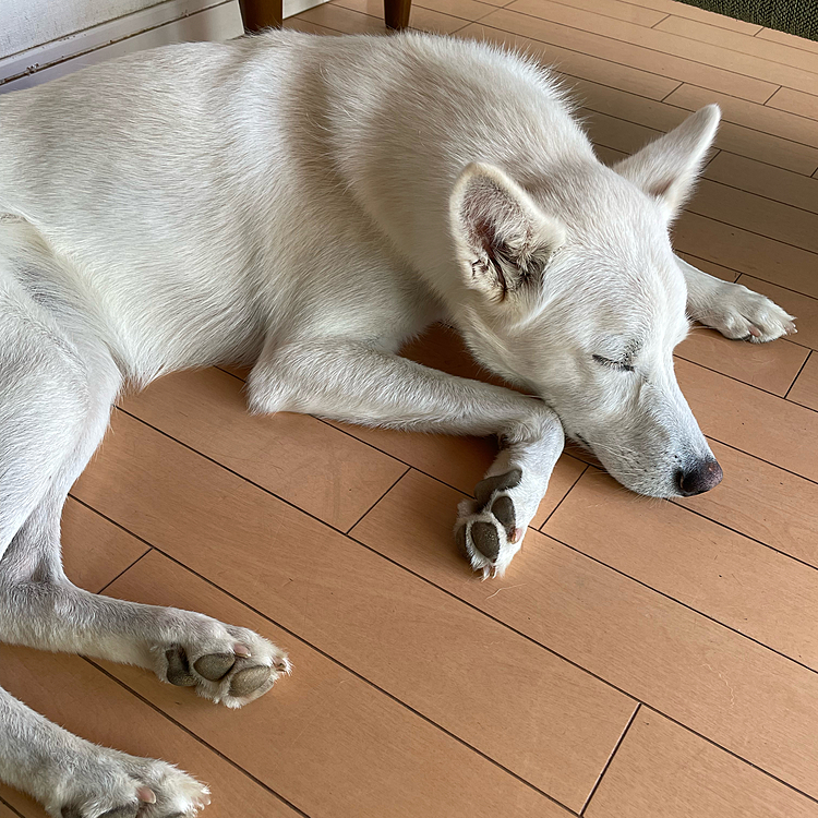 恋するフォーチュンクッキーの振り付けの
ポーズでお昼寝💤