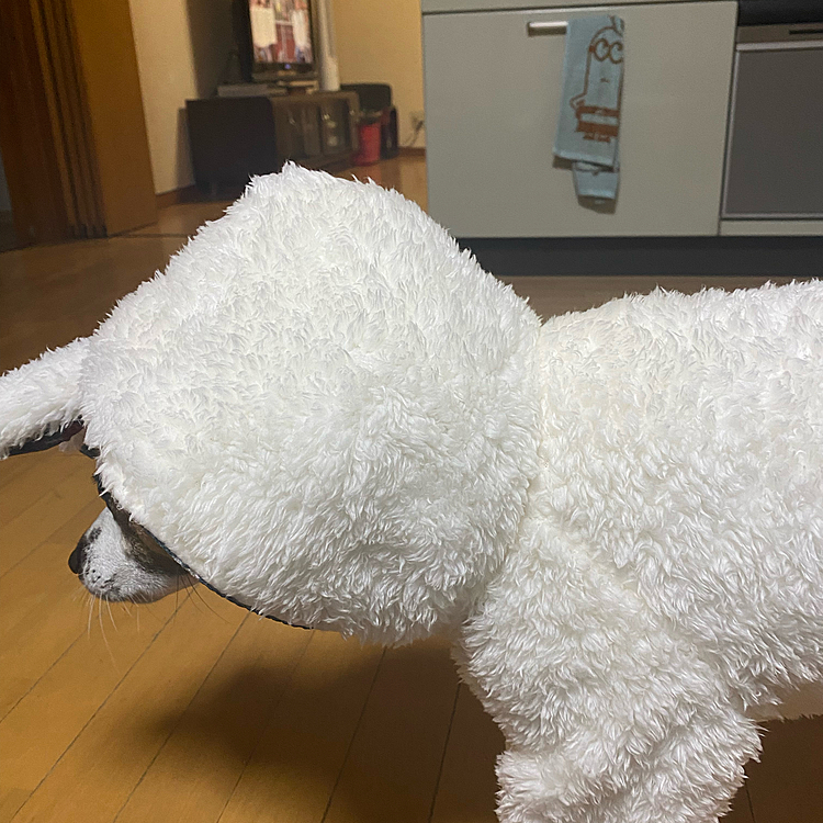 息子が洋服買ってきた！でかすぎじゃね？