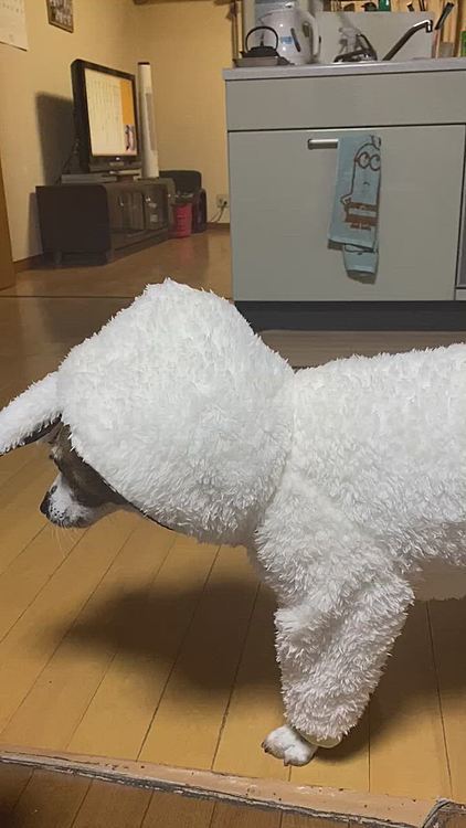 大き過ぎて、固まって動けない😅