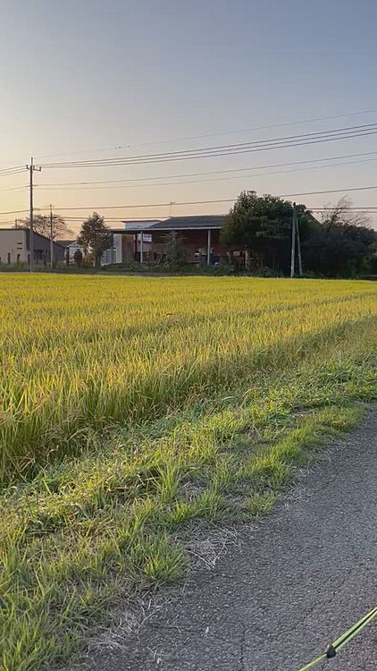 稲穂も実り秋を感じるお散歩です🌾