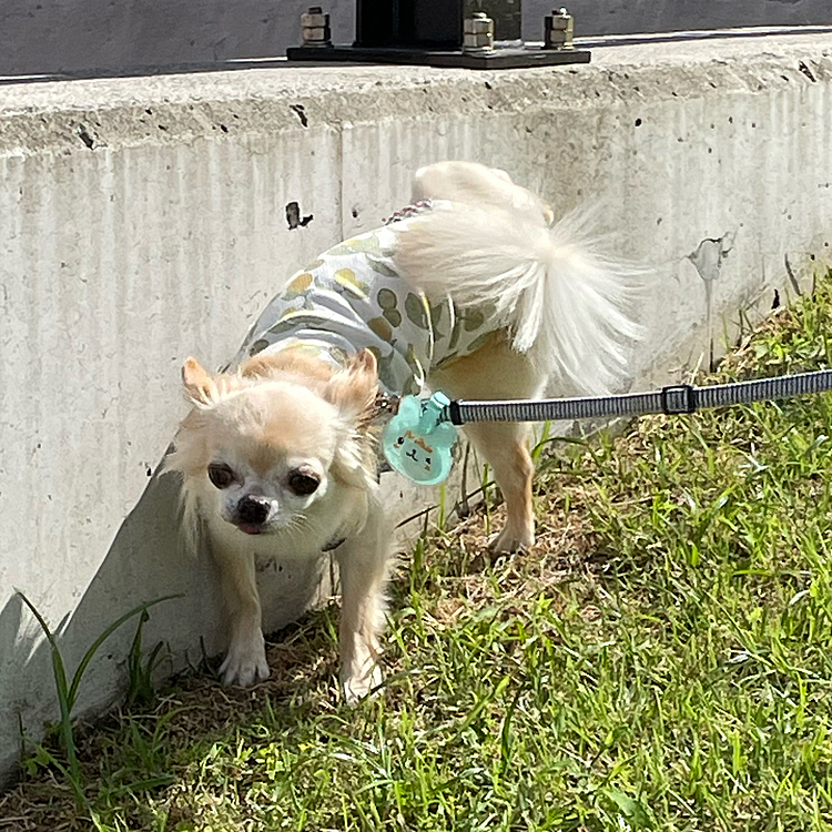 まずは足を高く上げてマーキング🐶💦