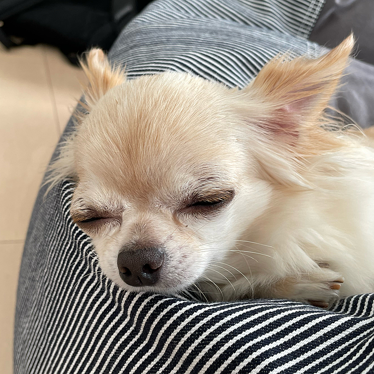 帰ってきてお昼寝中🐶💤
どんな夢を見てるのか❓
楽しそうだったのでまたお散歩に行きたいです😆😆