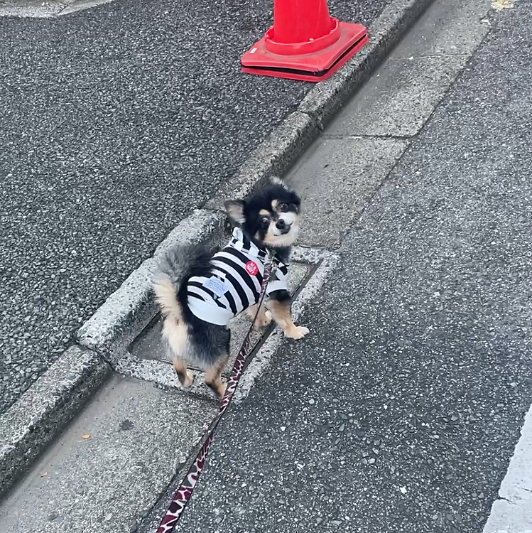 仕事が早く終わったので
ちょっとだけロング散歩🐾🎶

たくさんオトモダチ会いました😊

近所に住んでるゴールデンのあいちゃん🐶が
最近毎日のように会います🔆

とらくんもあいちゃんも
シッポぶんぶんです🤣

