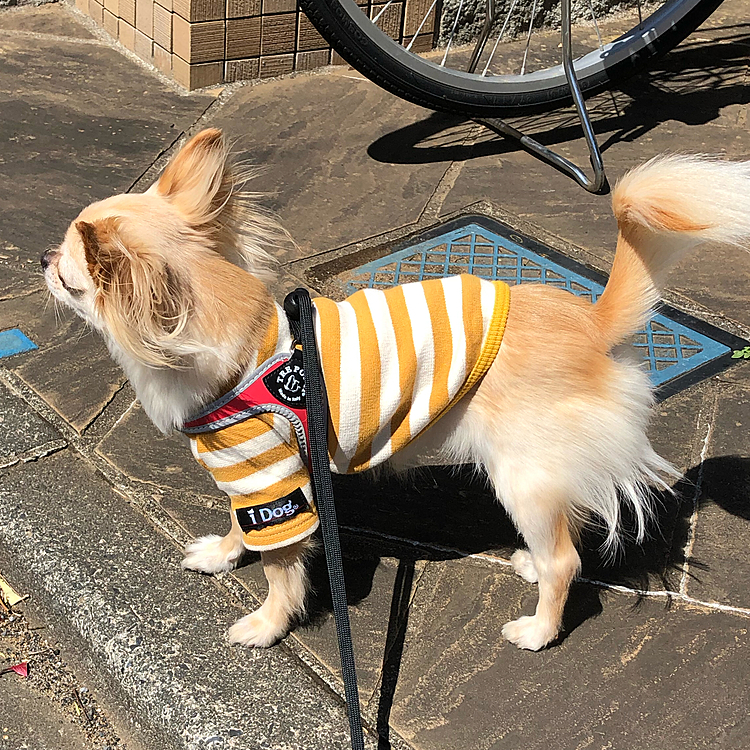 こんにちは☀️
風が冷たくて寒いけど本日2回目のお外です😆
お隣に郵便屋さんのバイク🏍が止まったので気になってます🐶💦