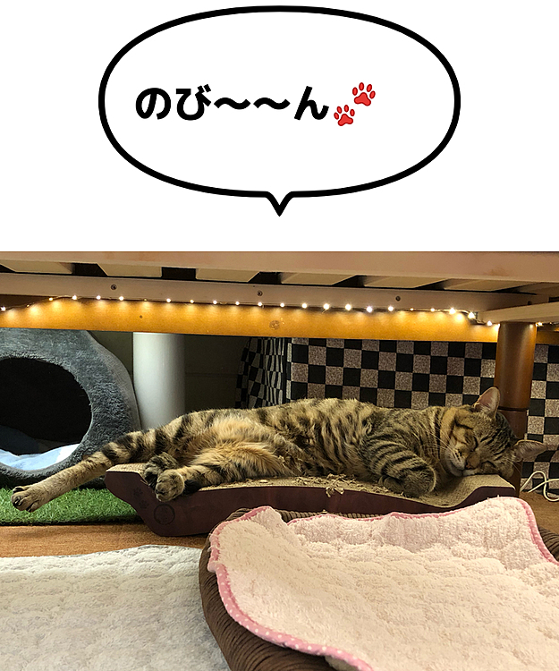 Max&Kittyの投稿