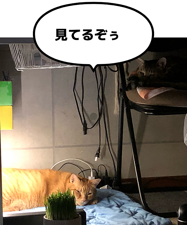 夜中に目が合う.....