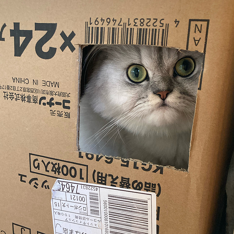 僕の秘密基地にゃんだ🐾