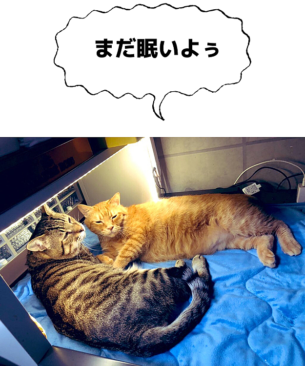 Max&Kittyの投稿