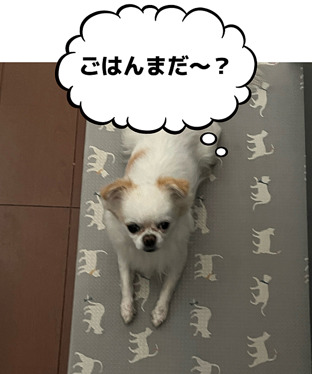 2022/10/3(月)こんばんは⭐️
今朝のポコちゃん🐶ごはんが出来るのを待ってます😄
ごはんイヤイヤ期はここ5ヶ月くらい訪れてないんですが、最近のポコちゃんは器のごはんが減ってくると後退りして器持っててあげてるにも関わらず食べなくなります😅
で、スプーンや手の平であげるとパクパク😋
なんなのさ？甘えてるだけ？😅
