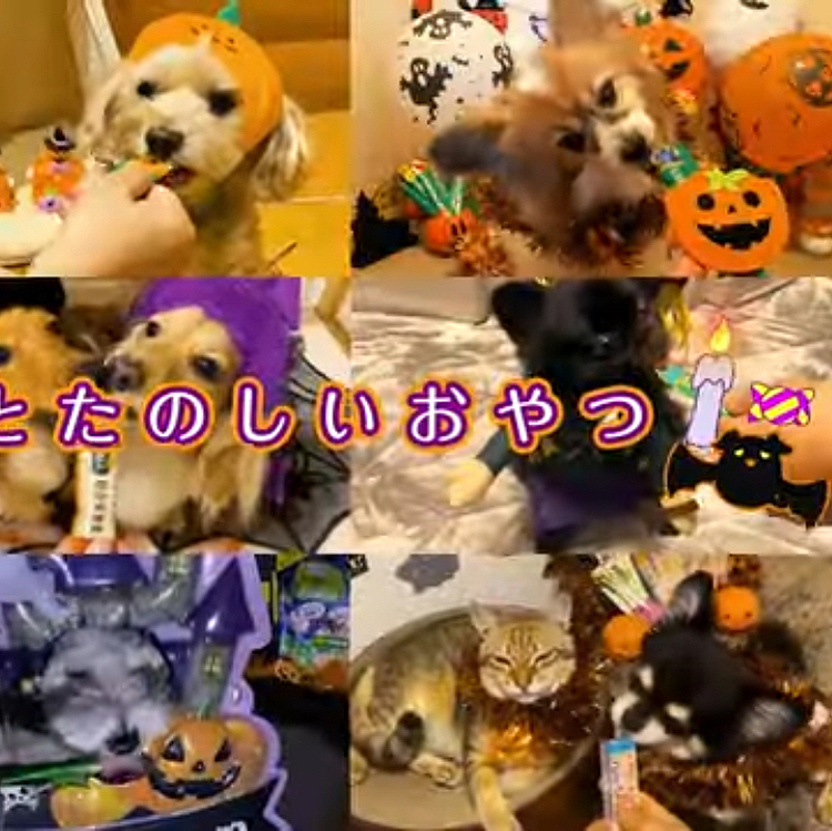 最後の方の9分割の右端の真ん中のところにいます(`・ω・´)キリッ
https://youtu.be/7bYmG-9DlN0
↑ここから観れるので良ければコピべして観て下さい(o・ω-人)
テレビではまだ観れてませんが😆