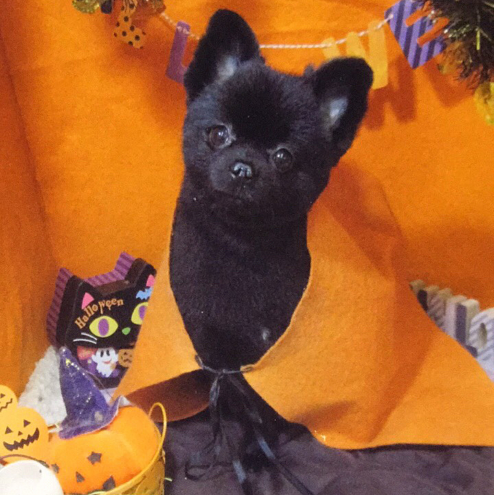 ハロウィンの着ぐるみまた掘り出さなきゃ👻🎃💀