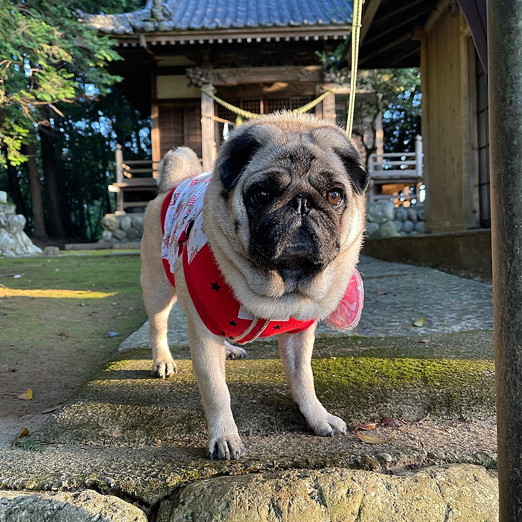今日はとうちゃん人間ドック🏥
胃カメラ無事に終えるように、朝んぽは神社にお参りです⛩