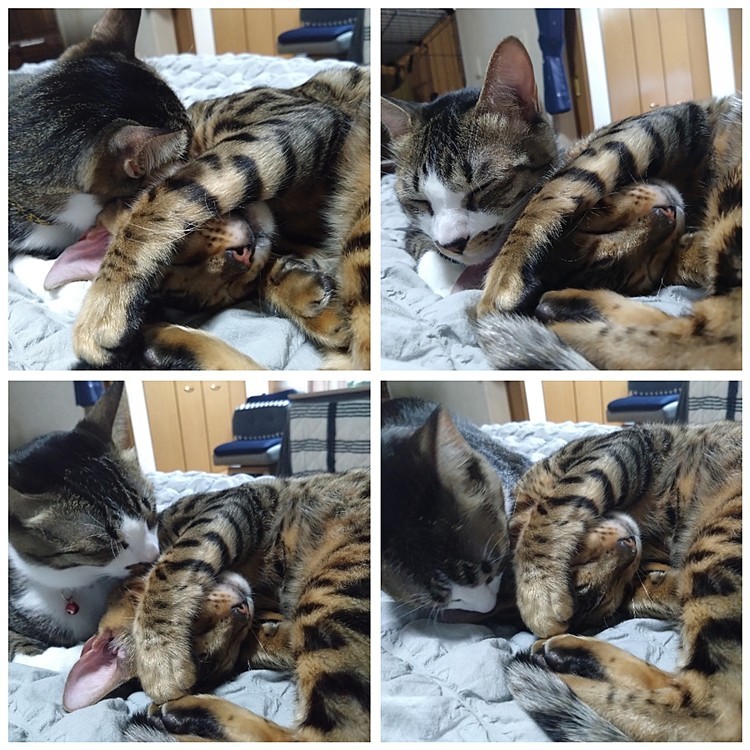 仲良し😚見てて癒される︎💕