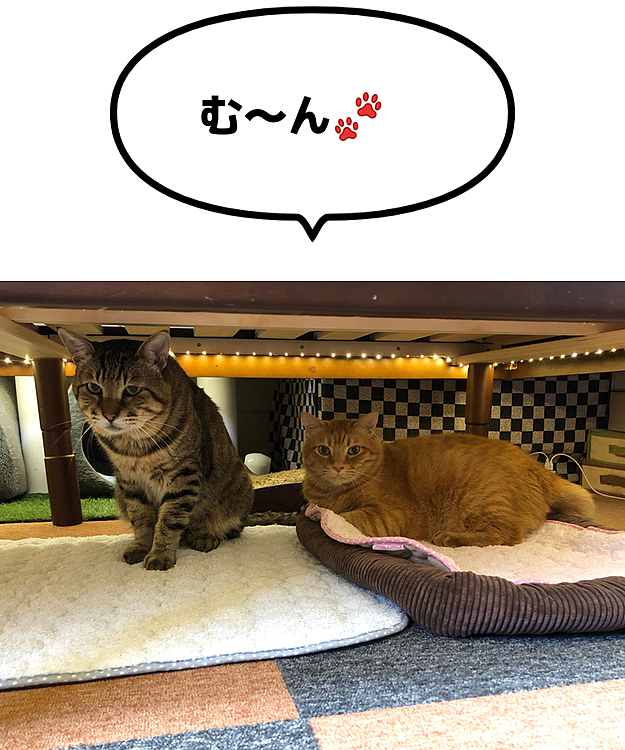 Max&Kittyの投稿