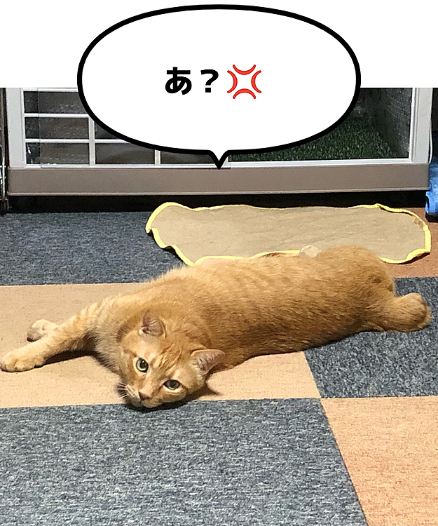 目の前で転がったくせに、こっちが動くのを見張るまーちゃん