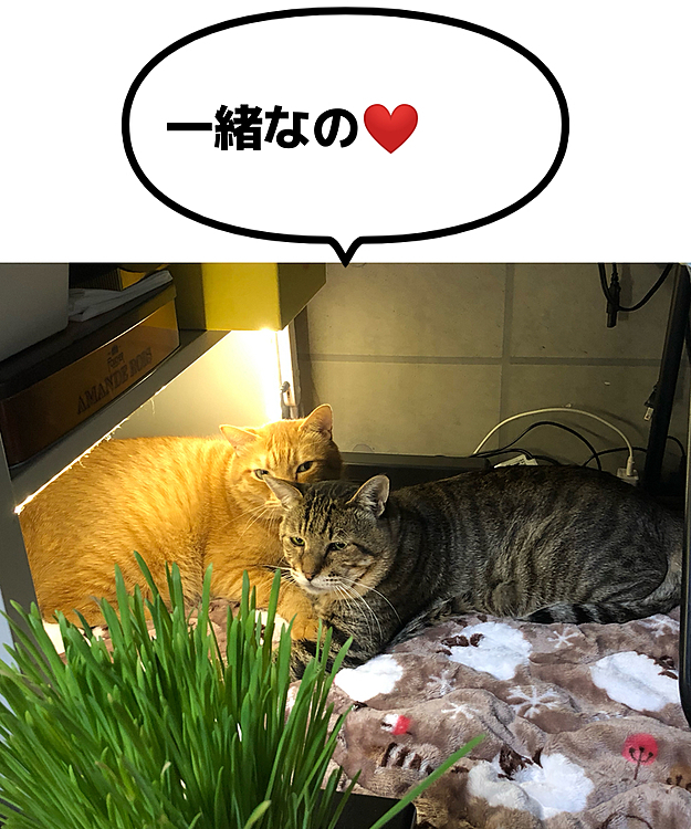 Max&Kittyの投稿