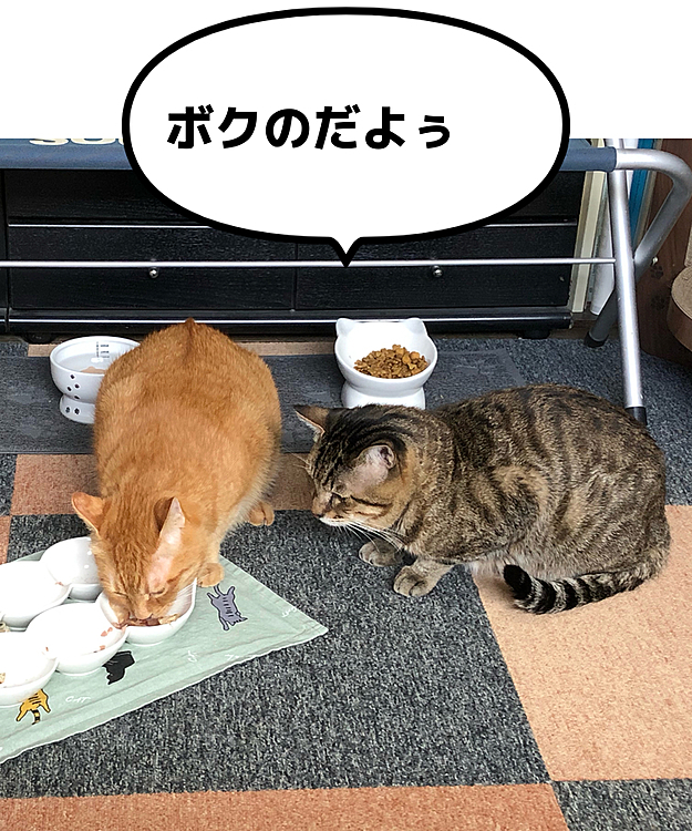 よそ見してる間におやつを食べられたきーちゃん