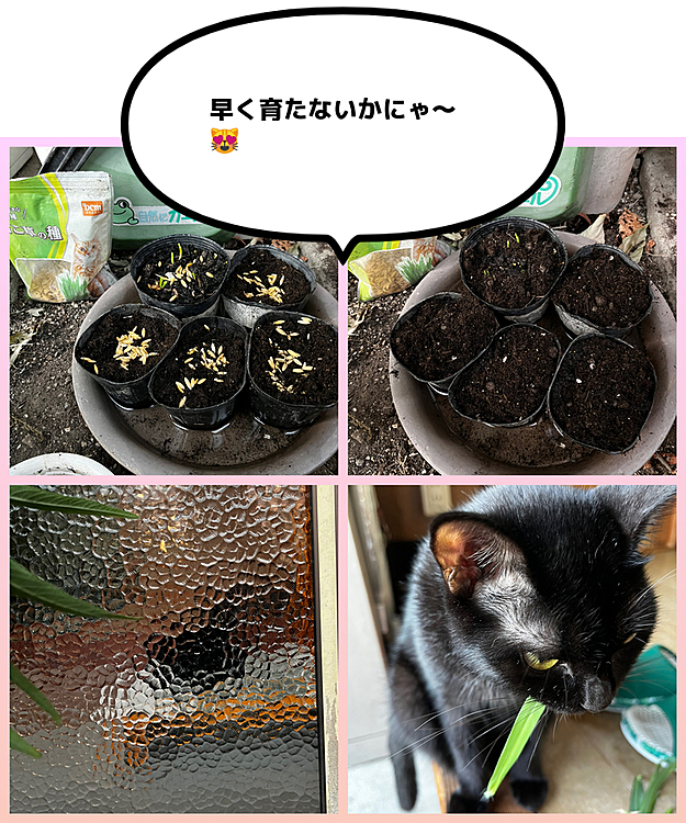 雑草も終わる季節🍂猫草🌱🐈‍⬛🐈‍⬛
種蒔きました🌱🌱🌱