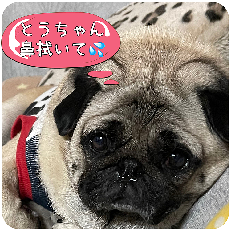 寒暖差が激しいですが、皆さん元気ですか😊