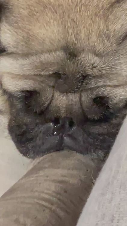 ししまるもハナタレながらぐっすりです💤