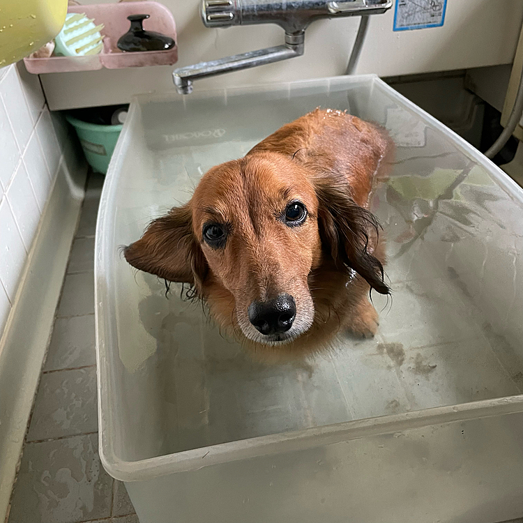 その後のお風呂が気持ち良さげ💖
ご主人様はココﾁｬﾝ🐶のお世話💦💦💦
どんだけ~~~⁉️💦💦💦