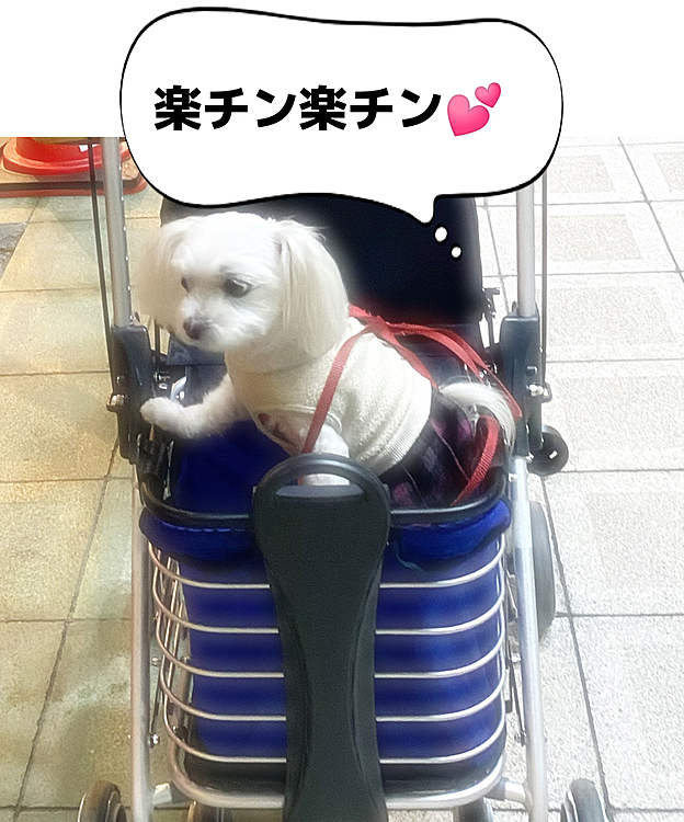 お散歩で出会したご近所のおばちゃんに
乗せてもらいました