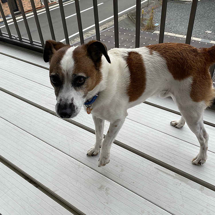 昨日朝一バルコニー出てプール確認、金曜日の雨☔️が残り、、