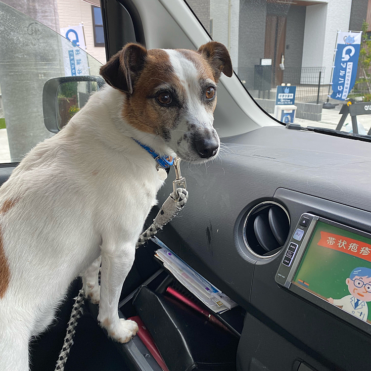 今から久しぶりに、トリミング行くよ！8月28日以来、、