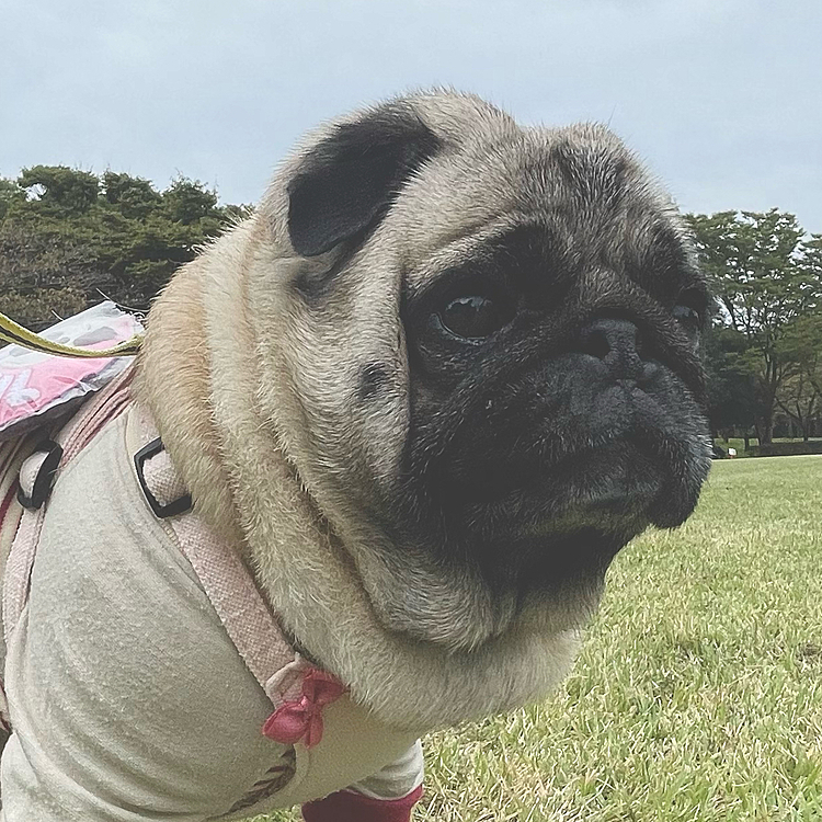 曇り空でしたが、久しぶりに大きな運動公園でお散歩してきました🎶