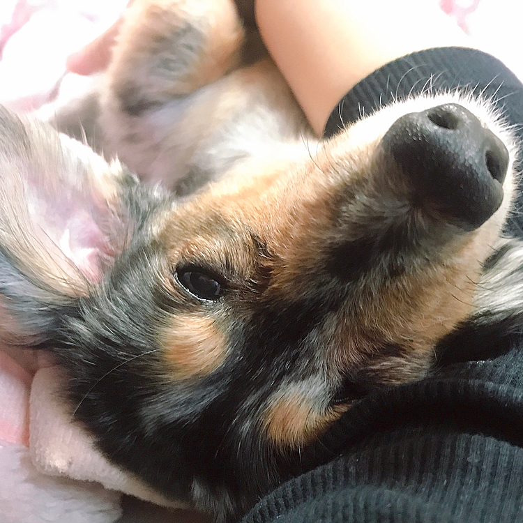 ここでも私の腕の側でごろ〜ん🤍ほんま可愛いねえ((o(｡･ω･｡)o))