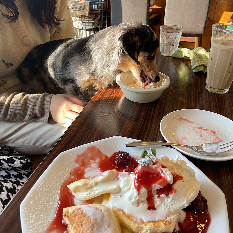dogcafe🐶🤍わんちゃんご飯美味しかったかな？？凄い勢いで食べてたねえ😋