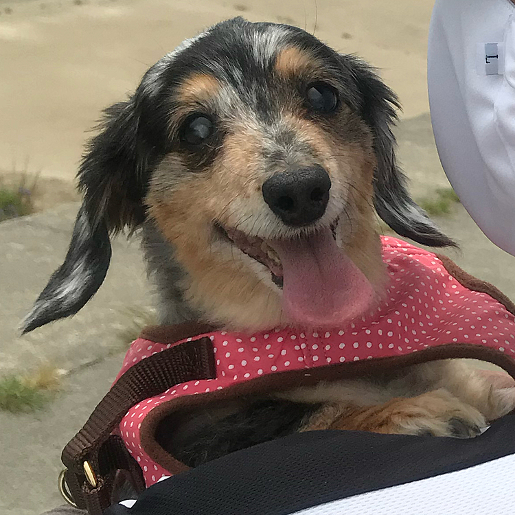 少し目も白くなってきて、おばあちゃん👵な感じ。でもこの時はまだまだ走ってたね☝️🤍