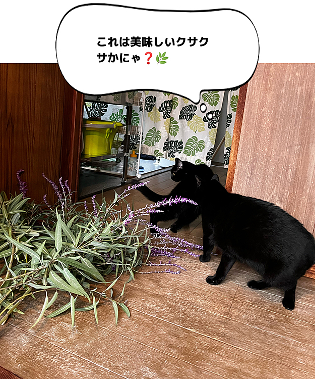 外から帰ると、「草は❓」と寄ってきます^ ^