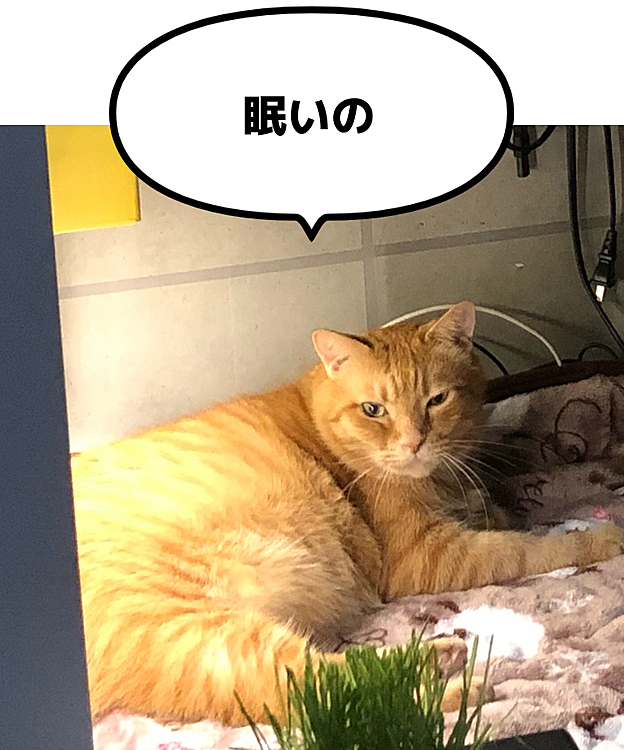 Max&Kittyの投稿