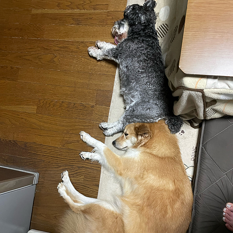 毎度ご無沙汰してます🐶😅
ララサン地方も長袖シーズン到来です！
朝晩も冷んやり💦
寒がりララのお気に入りコタツも出没😊
で、この子たちの寝姿⁉️🤣🤣