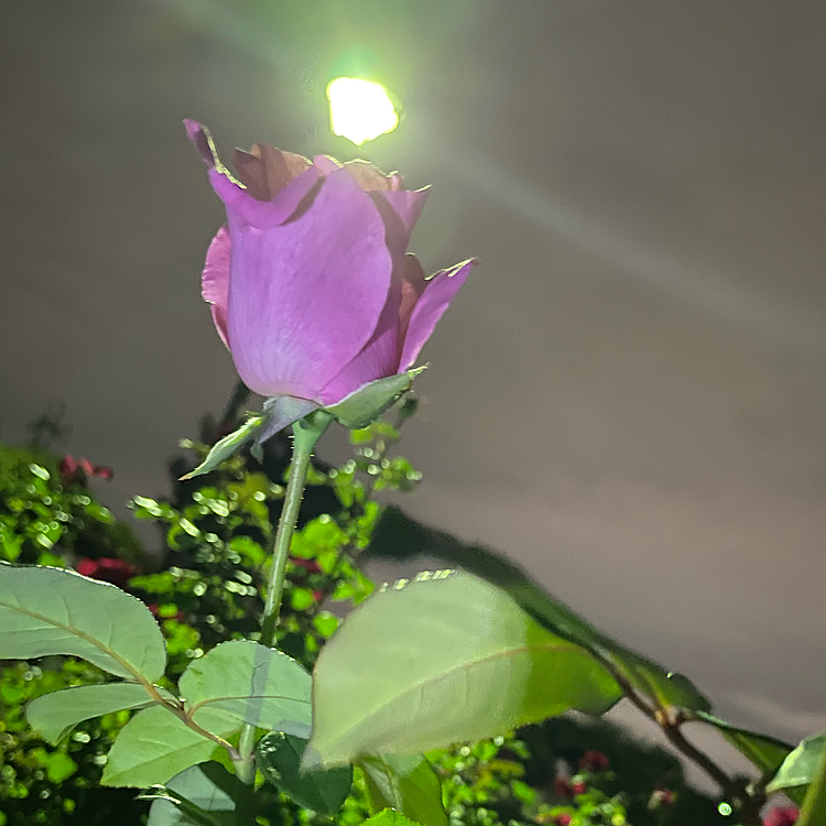 何とか妥協してくれる様になりました✨
ようやくベッドで寝れる幸せ💕
公園は秋の薔薇が咲いてました❗️ハピさんと一緒は難しそうです😭