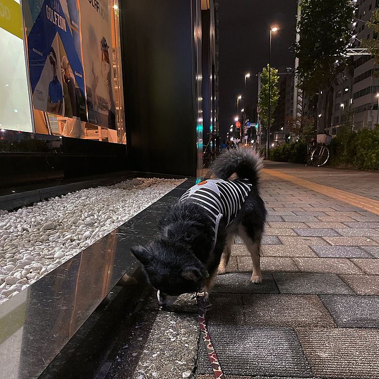 夜散歩🐾🌃

過ごしやすくていいですね😊
暑すぎず寒すぎず、、、🌙

とらくんは一生懸命クン活に励んでました🐯🔆

