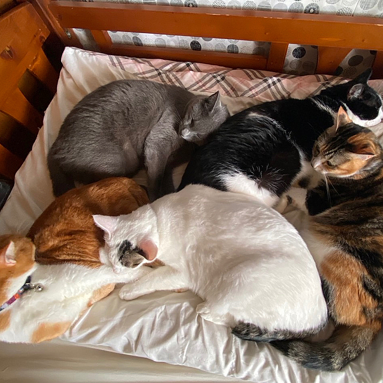 まだ暑いと思うんだけどなぁ。。。
猫団子早すぎ(^◇^;)