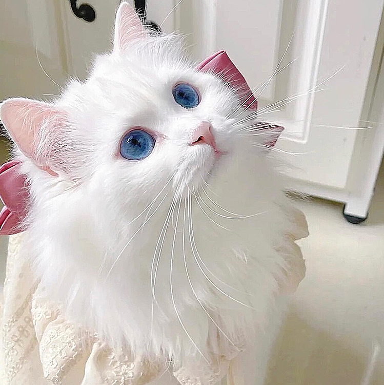 天女の猫を見せます