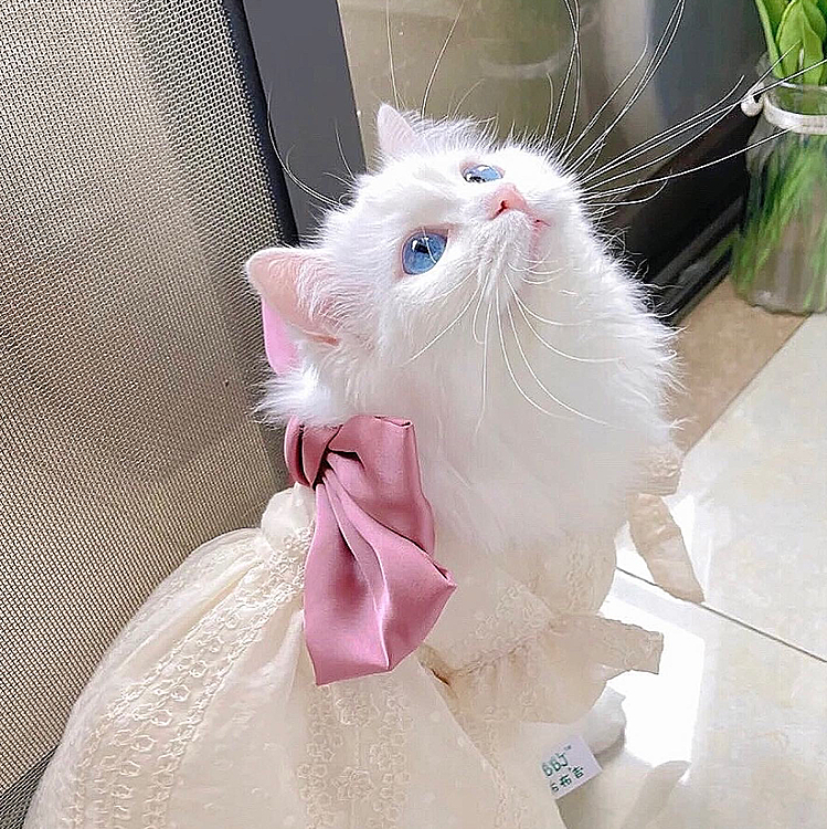 中国特有の猫