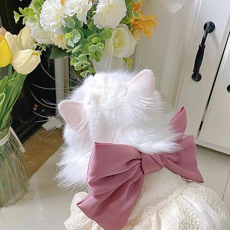 臨清ライオン猫