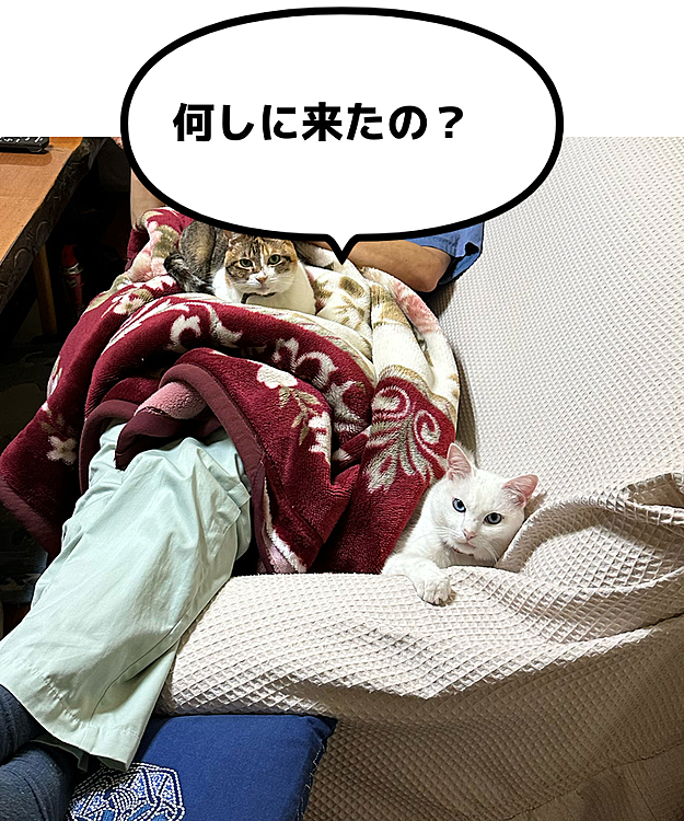 父と猫たち