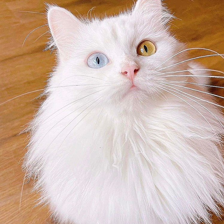 臨清狮子猫は私達の中国特有の猫で、ここでそれをみんなに展示して、世界のもっと多くの人にこの品種を認識して好きにさせます