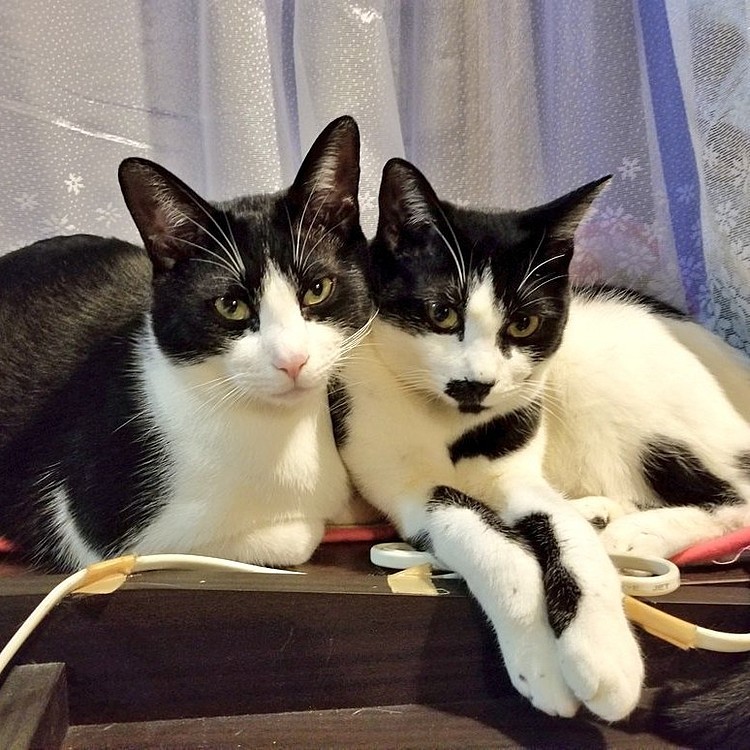 兄妹😺な.か.よ.し💖
