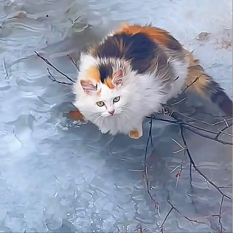 あなたが招き猫に似ているのか、招き猫があなたに似ているのか。