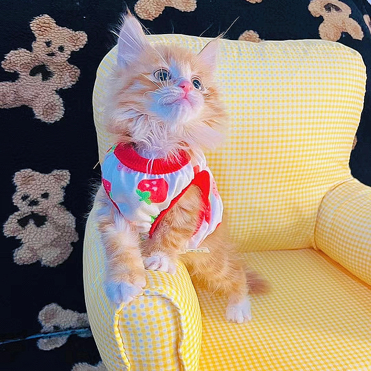「販売できる」臨清ライオン猫