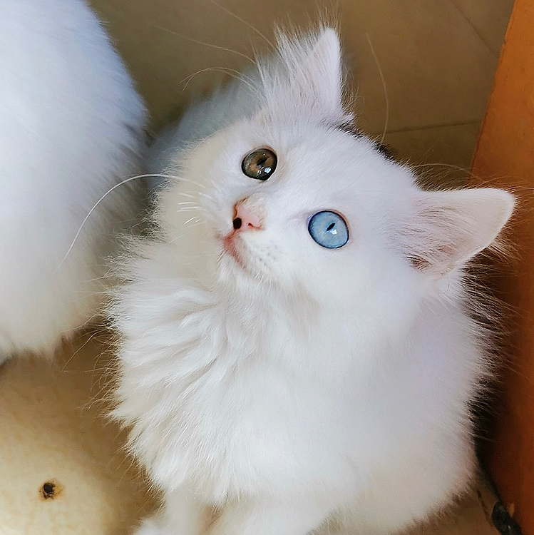 生まれつき1つの特別な印を持っていて、それは私の鼻の上に1粒のほくろがあって、だから小さいほくろと呼ばれて、まさに完璧でない完璧なため、だから神は私に1組のきれいな異瞳の目をあげて、中国で1日私の家に帰る主人を連れて行くことができることを望んでいます。