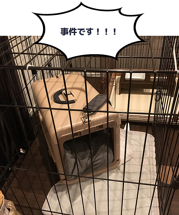 帰ってきたらクレートが移動していた⁉️
何があったのでしょう🤭💦笑笑